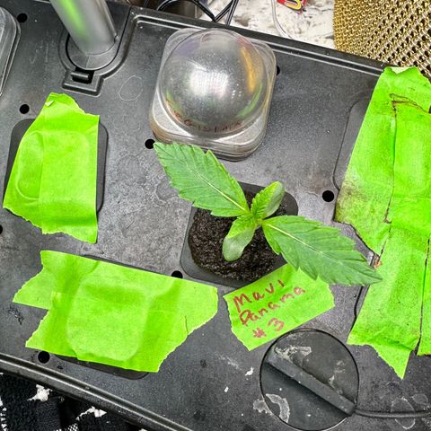 Maui Panama #3 growlog timeline photo