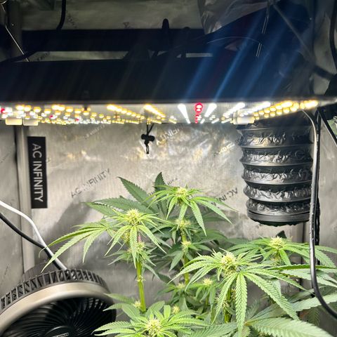 Lemore’ growlog timeline photo
