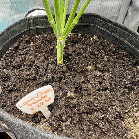 Lemore’ growlog timeline photo