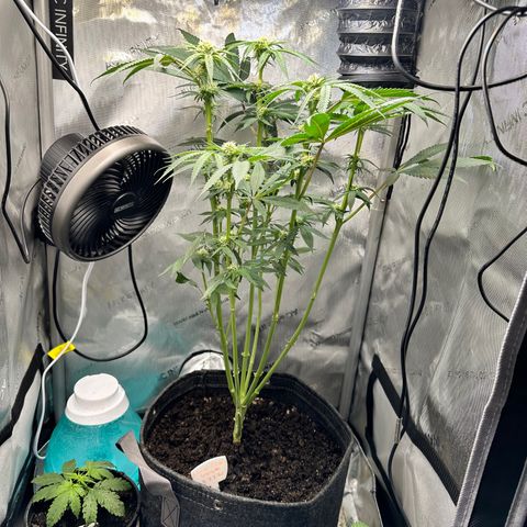 Lemore’ growlog timeline photo
