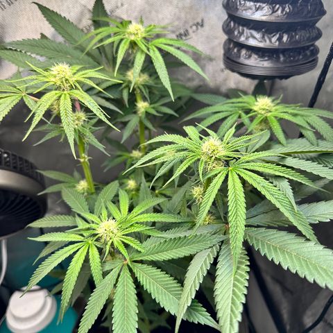 Lemore’ growlog timeline photo