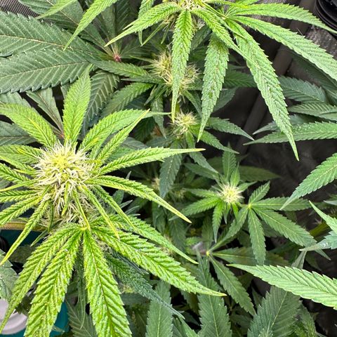 Lemore’ growlog timeline photo