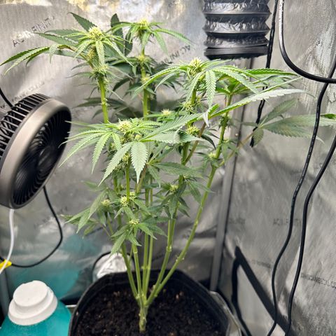 Lemore’ growlog timeline photo