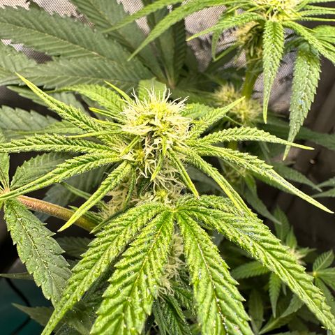 Lemore’ growlog timeline photo