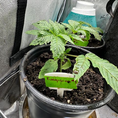 Fuegisima #1 growlog timeline photo