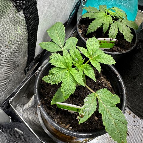 Fuegisima #1 growlog timeline photo
