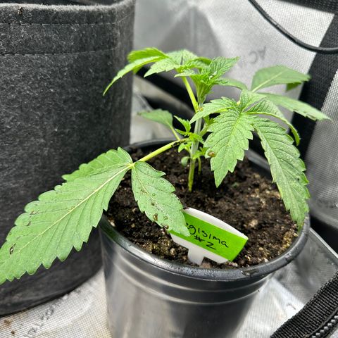 Fuegisima #2 growlog timeline photo