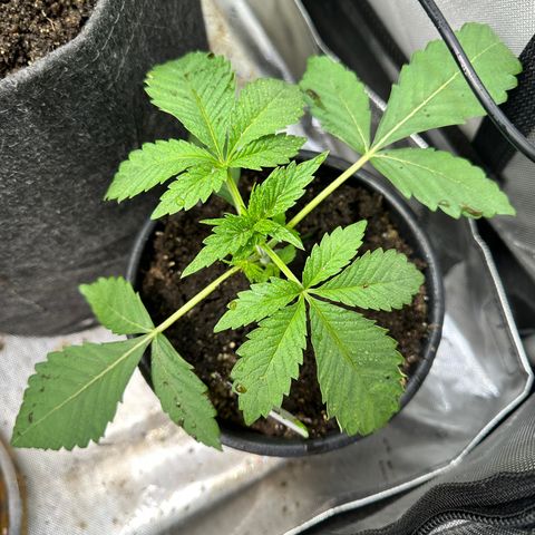 Fuegisima #2 growlog timeline photo