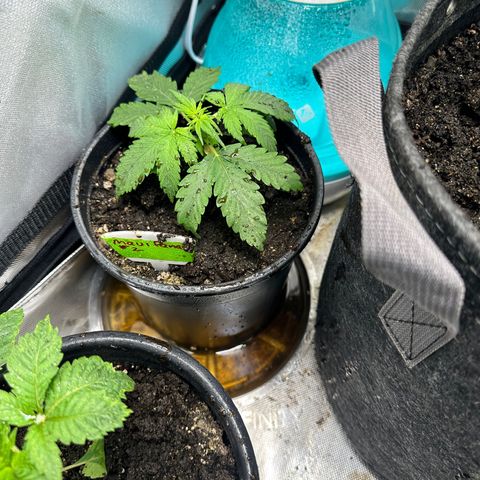 Maui Panama #2 growlog timeline photo