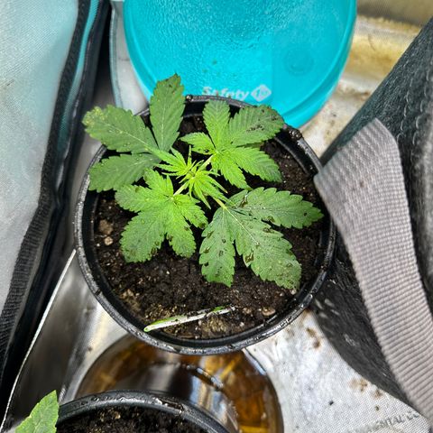 Maui Panama #2 growlog timeline photo