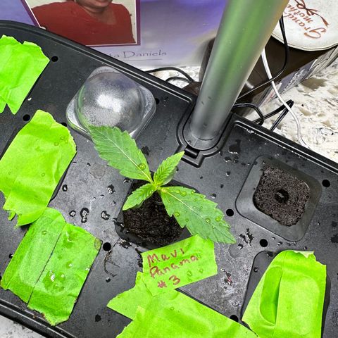 Maui Panama #3 growlog timeline photo