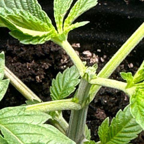 Fuegisima #1 growlog timeline photo