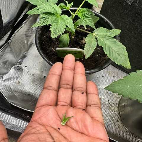 Fuegisima #1 growlog timeline photo