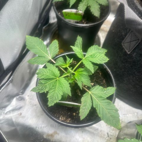 Fuegisima #1 growlog timeline photo