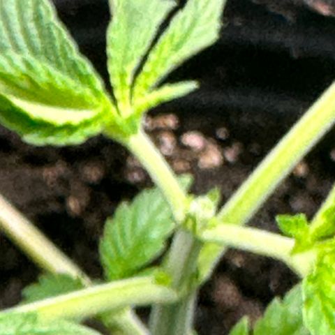 Fuegisima #1 growlog timeline photo