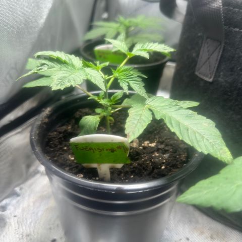 Fuegisima #1 growlog timeline photo