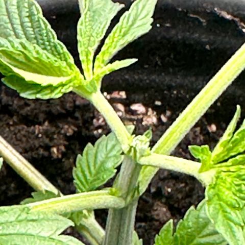 Fuegisima #1 growlog timeline photo