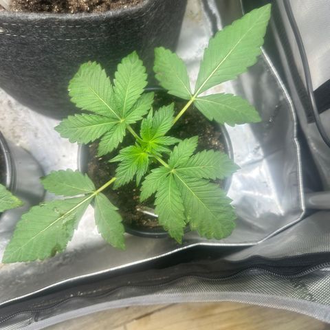 Fuegisima #2 growlog timeline photo