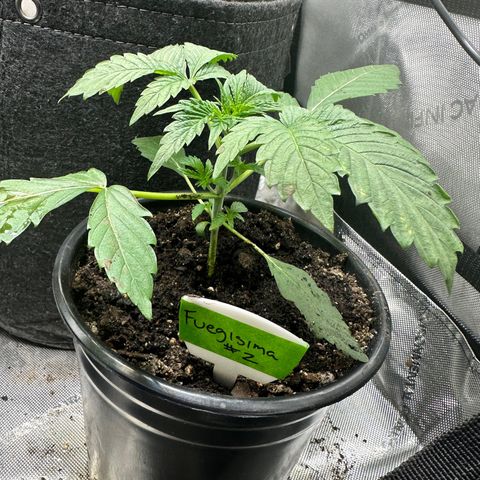 Fuegisima #2 growlog timeline photo