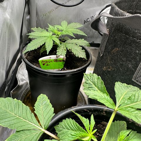 Maui Panama #2 growlog timeline photo