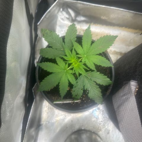 Maui Panama #2 growlog timeline photo