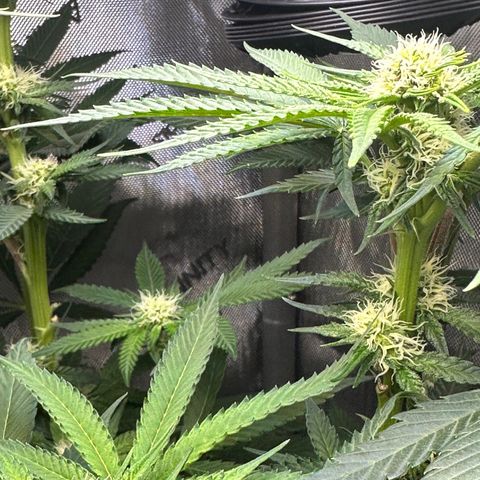Lemore’ growlog timeline photo