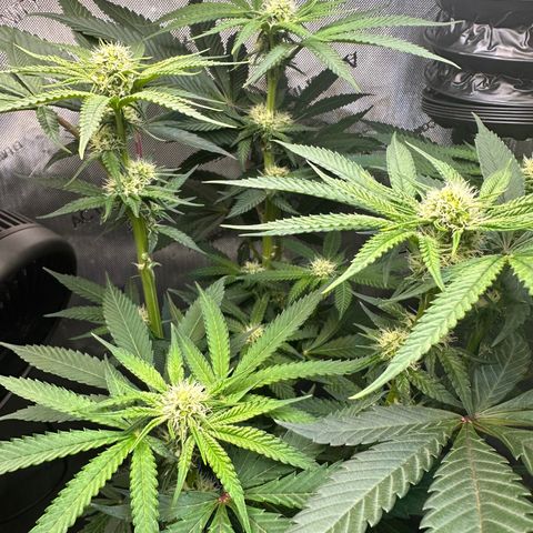Lemore’ growlog timeline photo