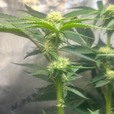 Lemore’ growlog timeline photo