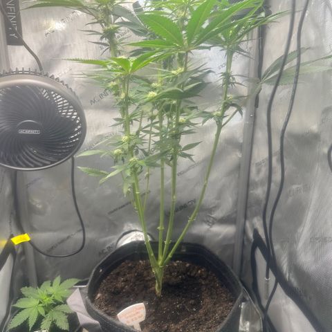 Lemore’ growlog timeline photo