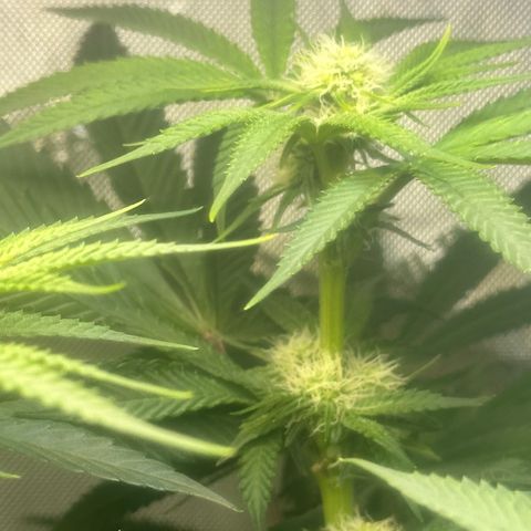 Lemore’ growlog timeline photo