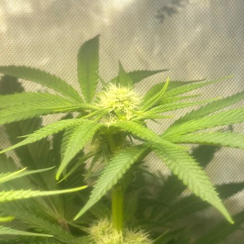 Lemore’ growlog timeline photo