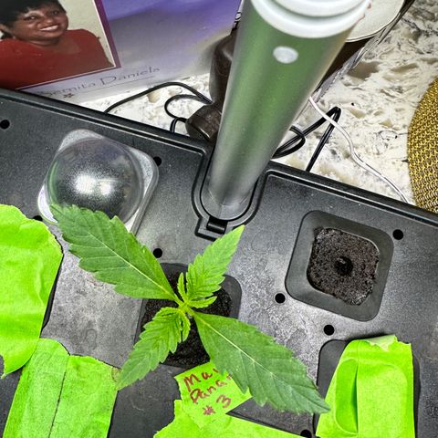 Maui Panama #3 growlog timeline photo