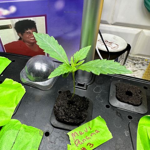 Maui Panama #3 growlog timeline photo