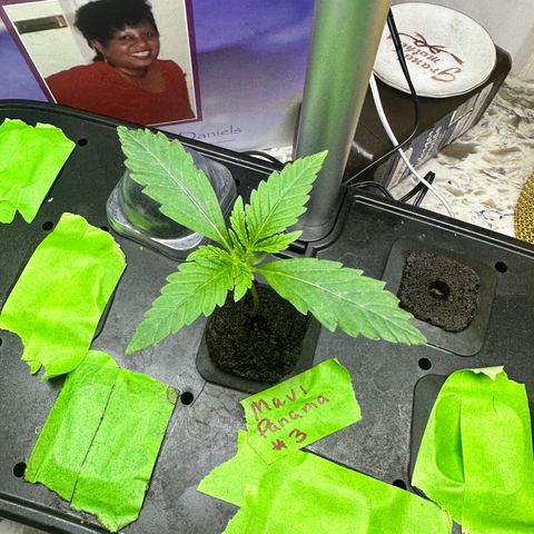 Maui Panama #3 growlog timeline photo