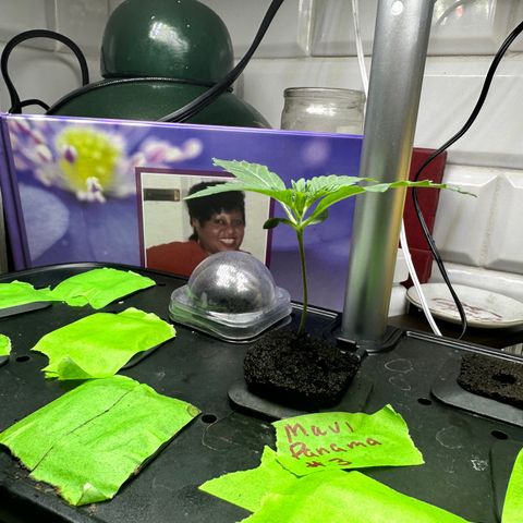 Maui Panama #3 growlog timeline photo