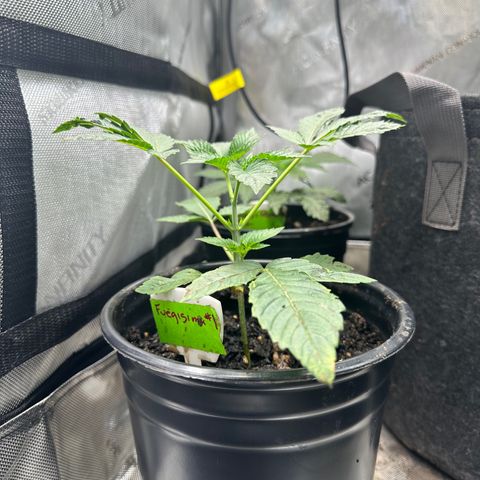 Fuegisima #1 growlog timeline photo