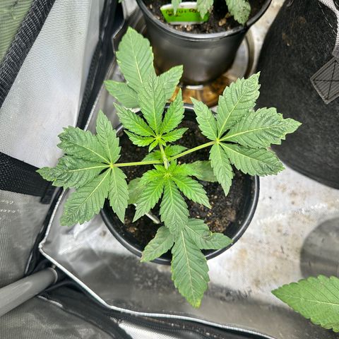 Fuegisima #1 growlog timeline photo