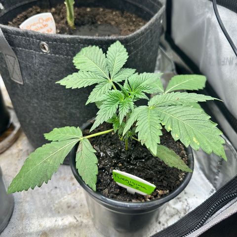 Fuegisima #2 growlog timeline photo