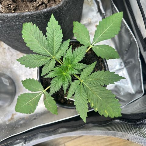 Fuegisima #2 growlog timeline photo