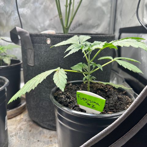 Fuegisima #2 growlog timeline photo