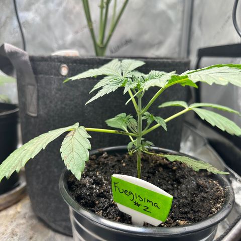 Fuegisima #2 growlog timeline photo