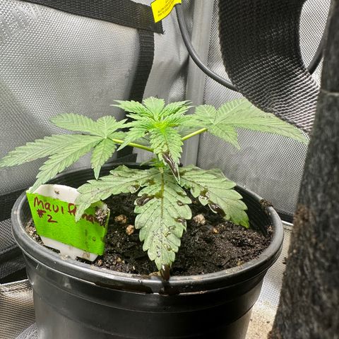 Maui Panama #2 growlog timeline photo