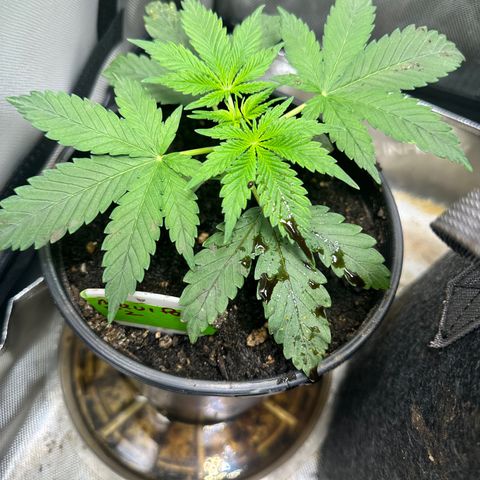 Maui Panama #2 growlog timeline photo