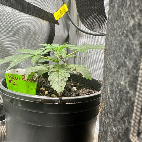 Maui Panama #2 growlog timeline photo