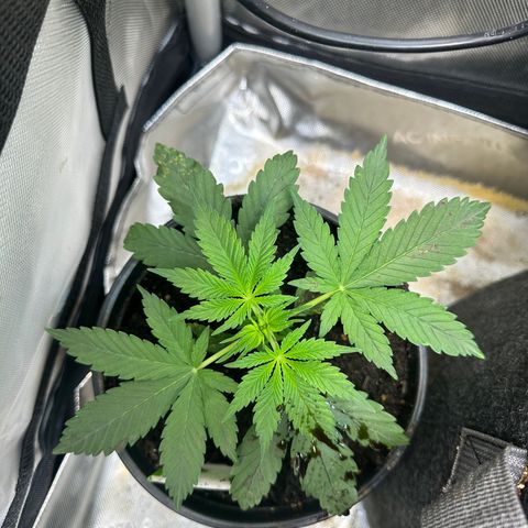 Maui Panama #2 growlog timeline photo