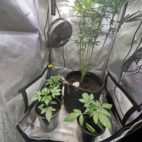 Lemore’ growlog timeline photo