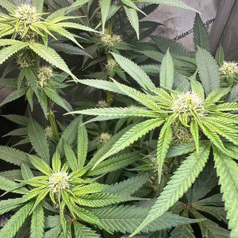 Lemore’ growlog timeline photo