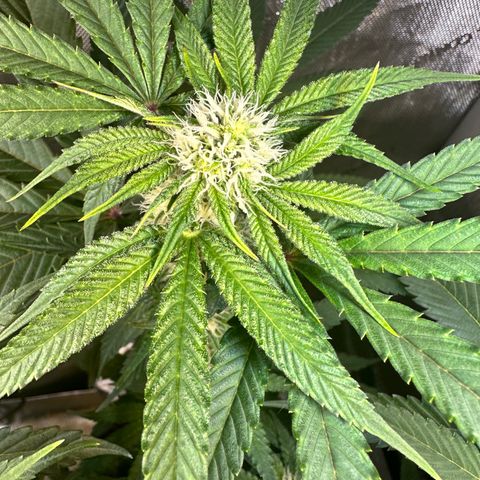 Lemore’ growlog timeline photo