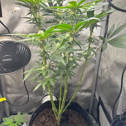 Lemore’ growlog timeline photo
