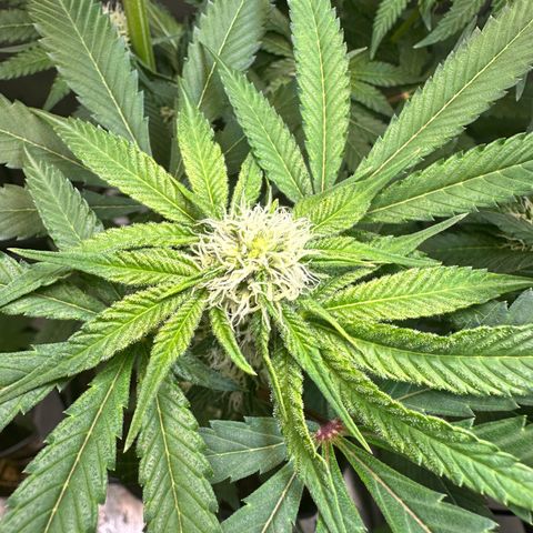 Lemore’ growlog timeline photo